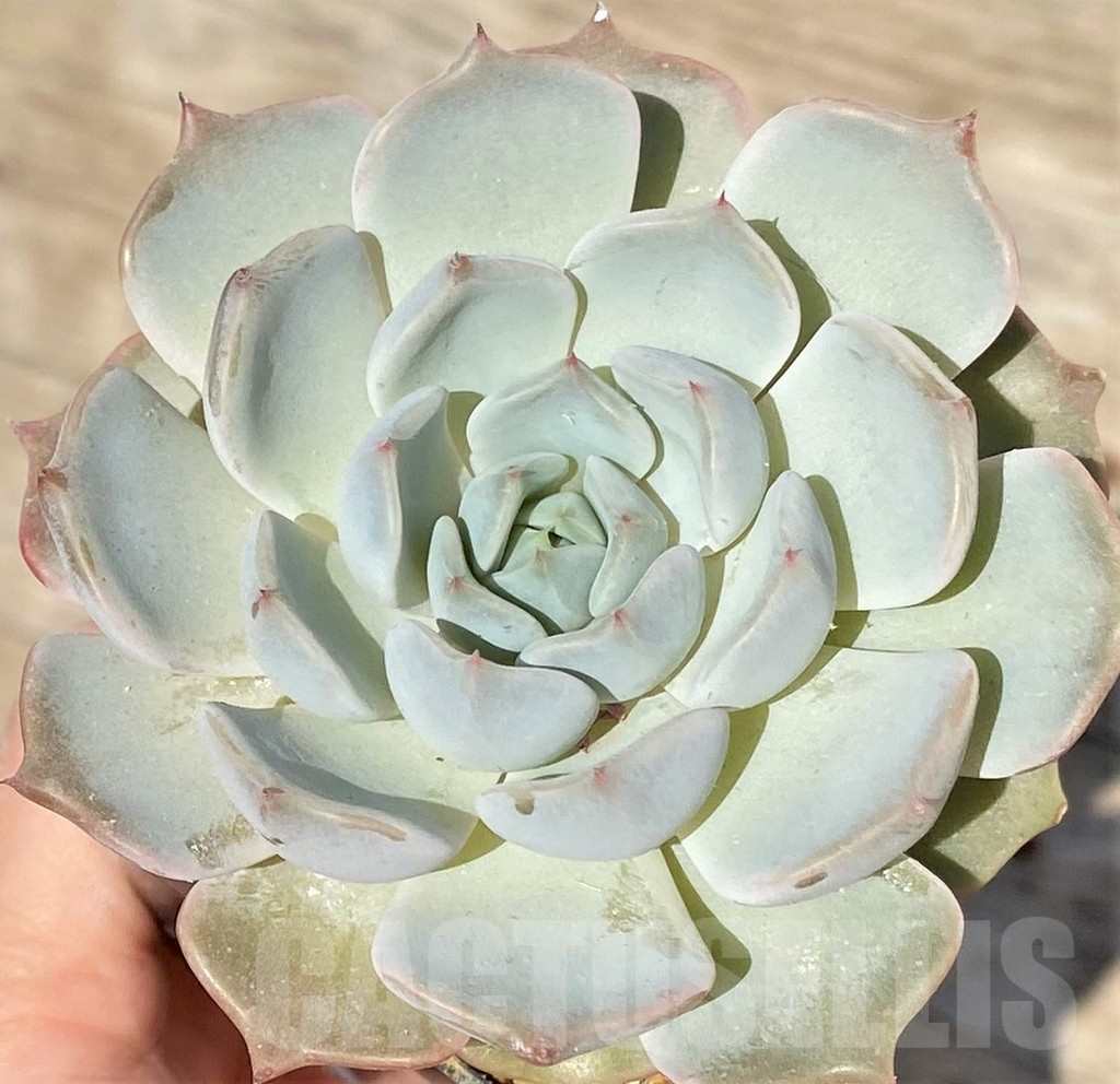 SHPR38563 Echeveria hybrid - Image 2