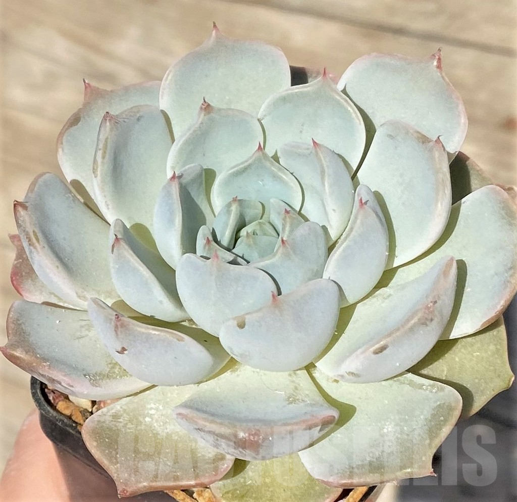 SHPR38563 Echeveria hybrid