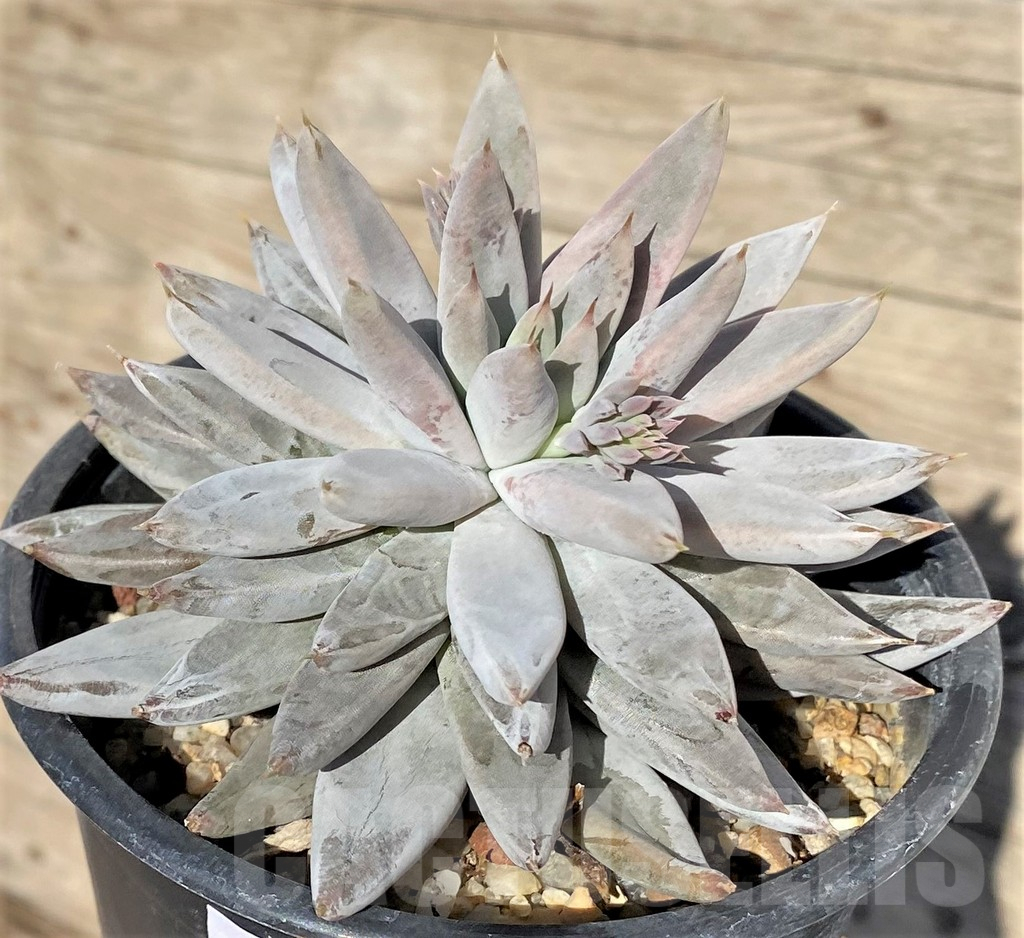 SHPR38564 Echeveria haagai 'Tolimanensis' - Image 2