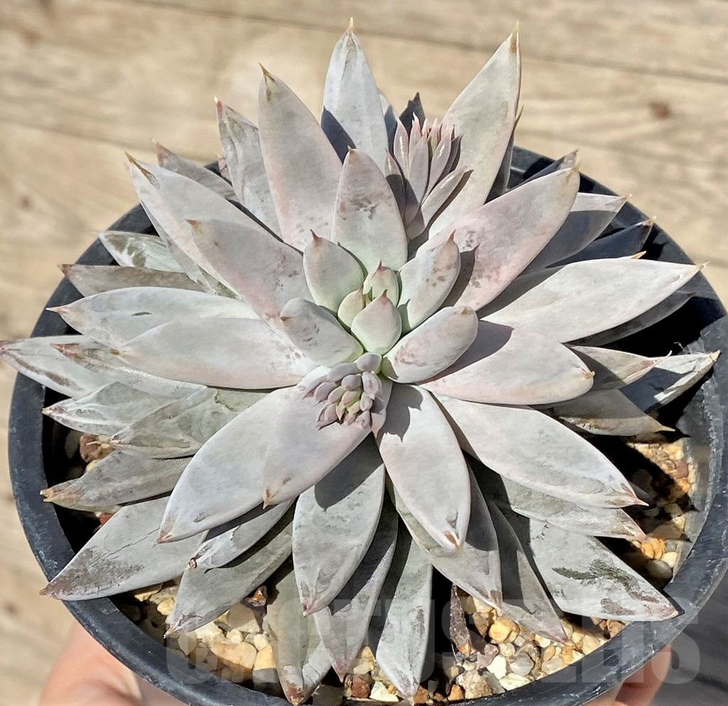 SHPR38564 Echeveria haagai 'Tolimanensis'