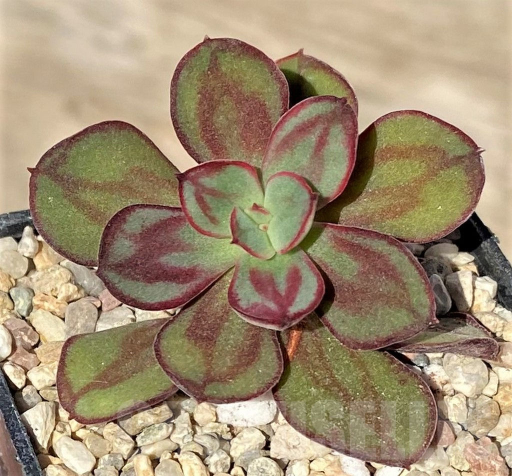 SHPR38565 Echeveria nodulosa