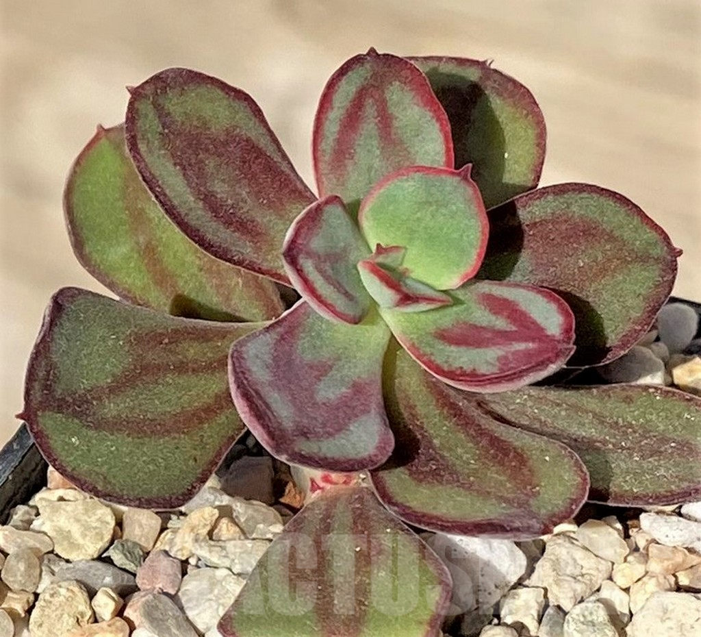 SHPR38565 Echeveria nodulosa - Image 2