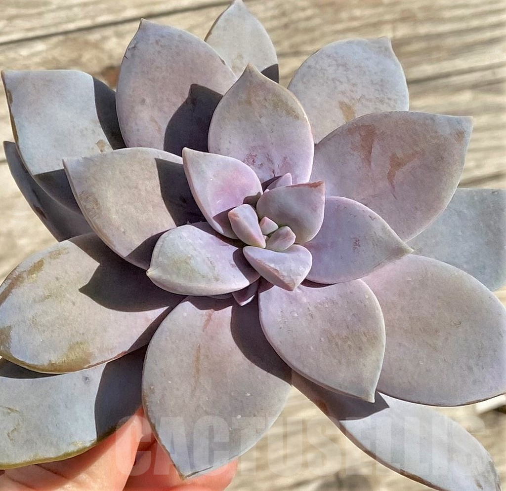 SHPR38590 Graptopetalum ‘Superbum’, cuted
