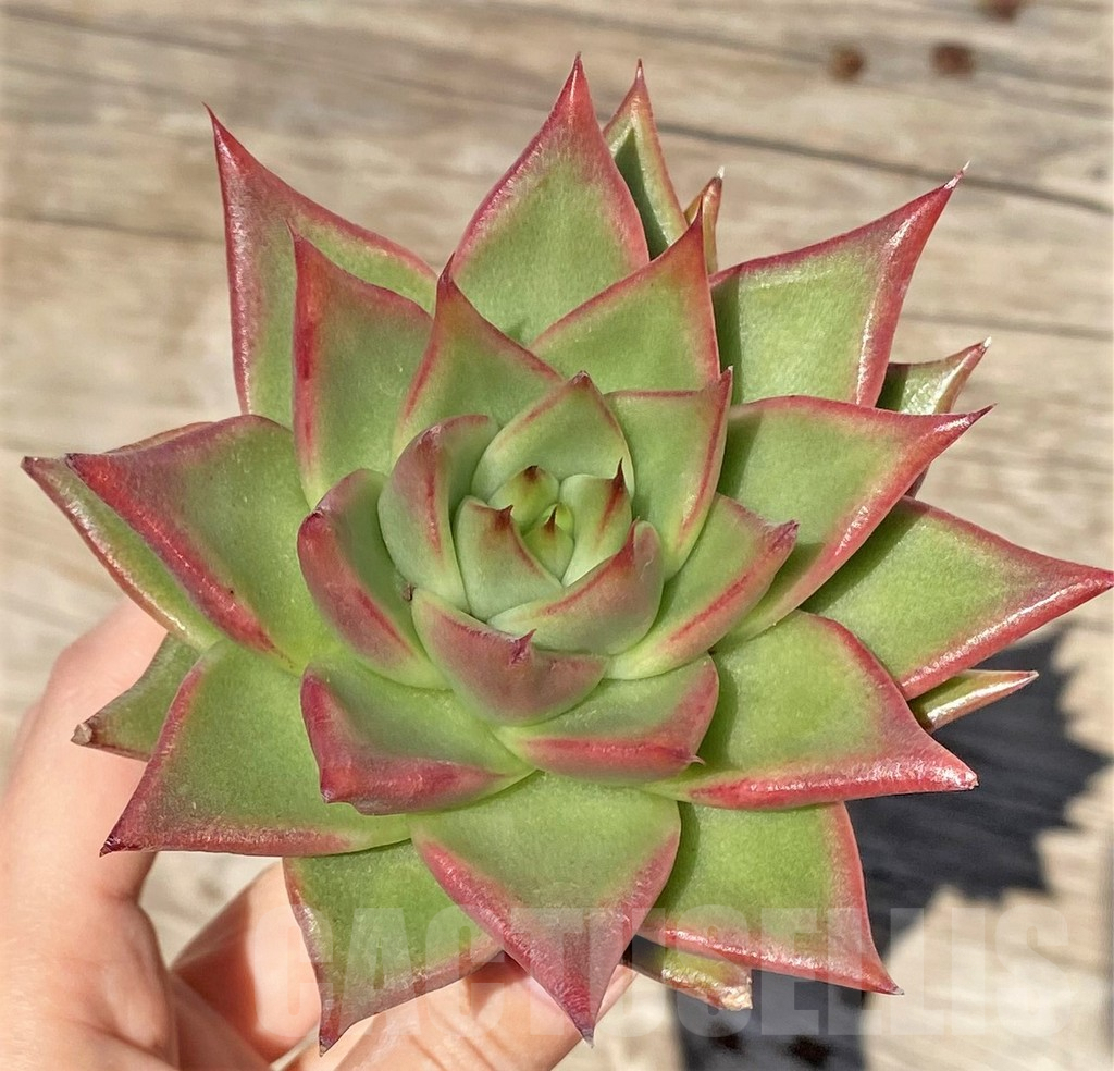 SHPR38568 Echeveria agavoides hybrid - 画像 (2)