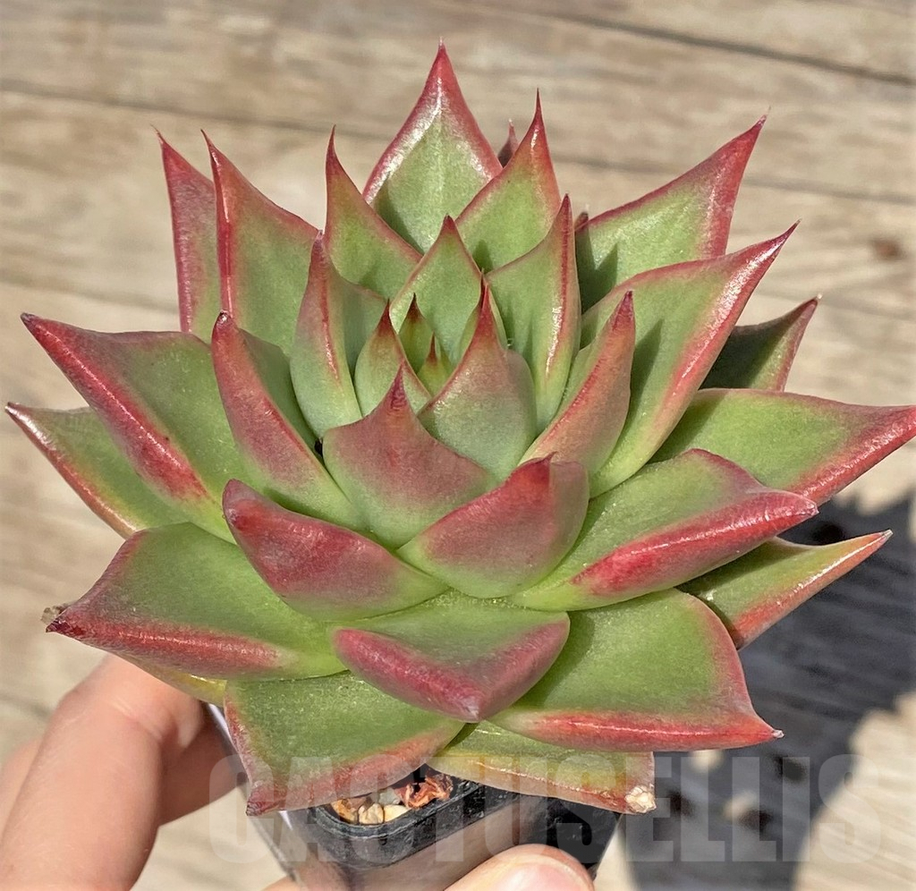 SHPR38568 Echeveria agavoides hybrid