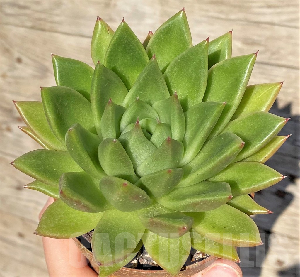SHPR38569 Echeveria agavoides 'Green'