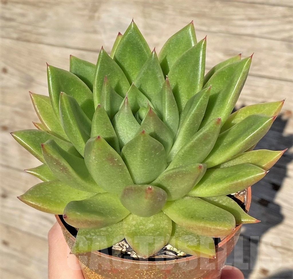 SHPR38569 Echeveria agavoides 'Green' - 画像 (2)