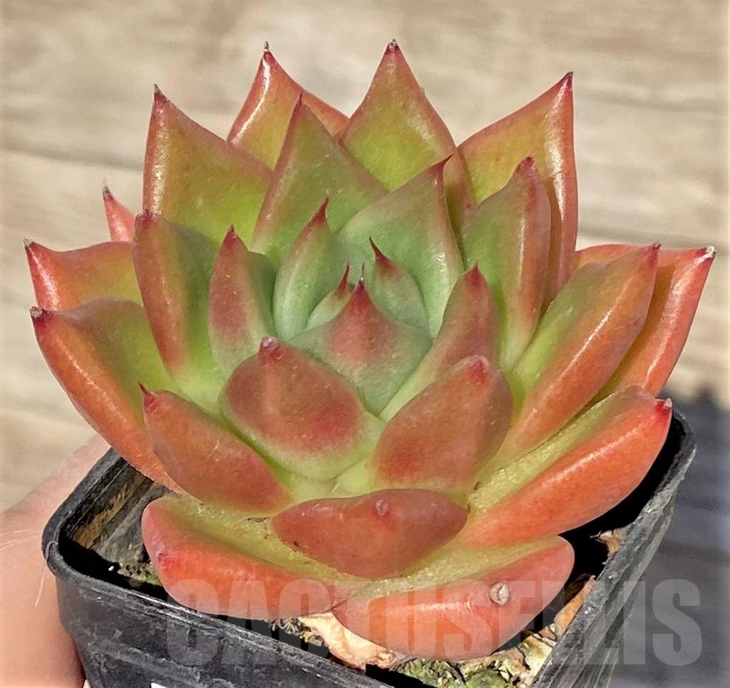 SHPR38570 Echeveria agavoides hybrid - Image 2