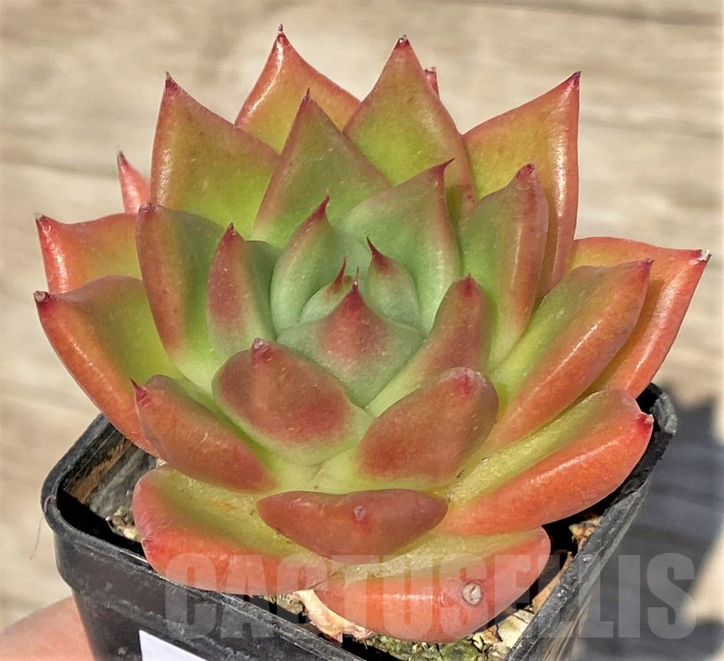 SHPR38570 Echeveria agavoides hybrid