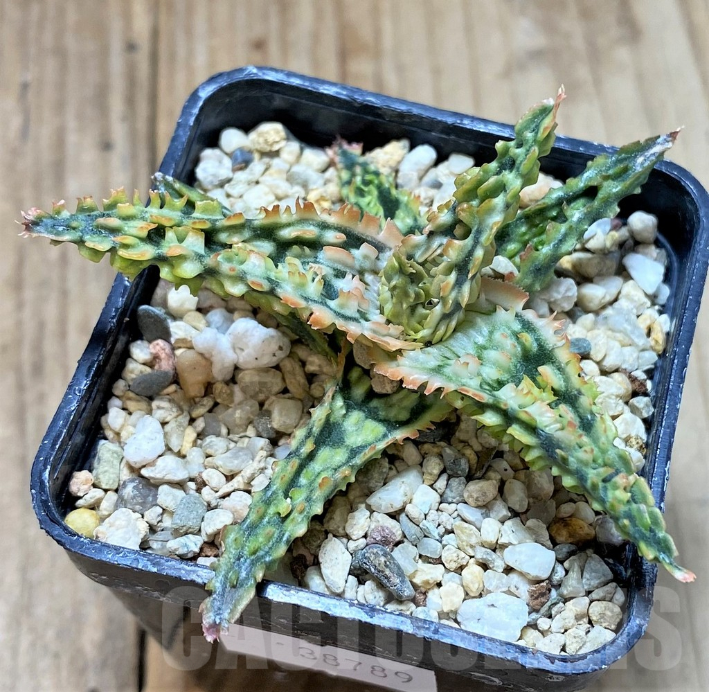 SHPR38789 Aloe TCT hybrid - Image 2