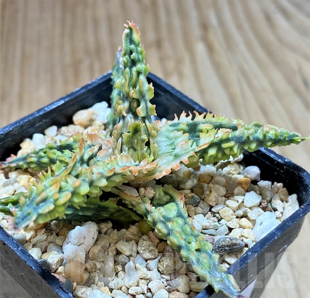 SHPR38789 Aloe TCT hybrid