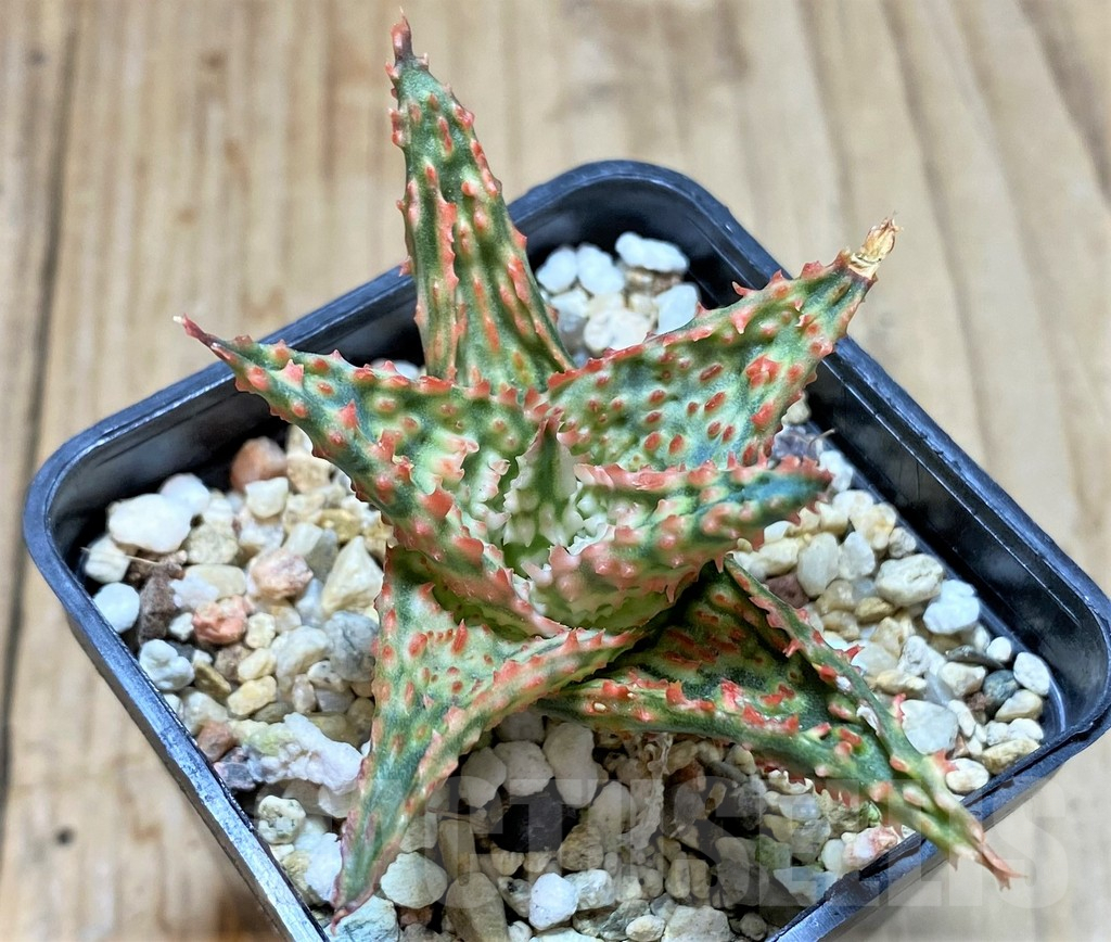 SHPR38790 Aloe TCT hybrid - Image 2
