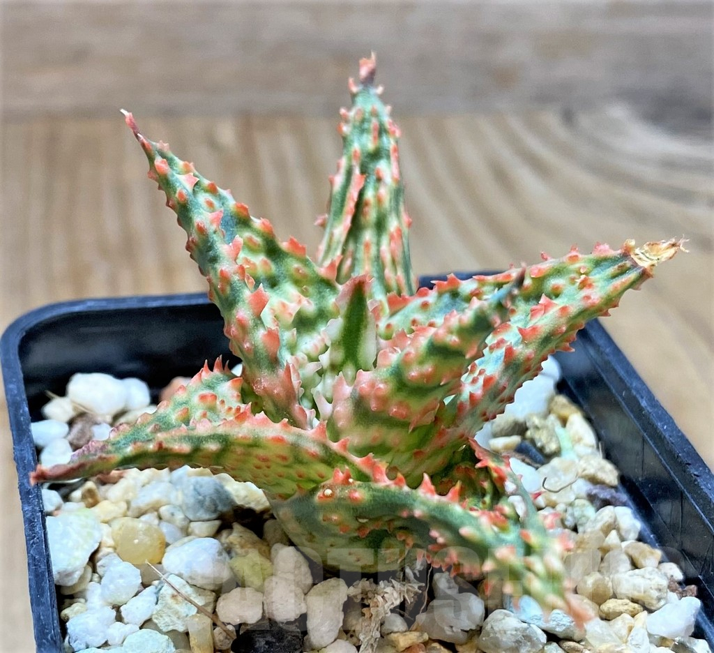 SHPR38790 Aloe TCT hybrid
