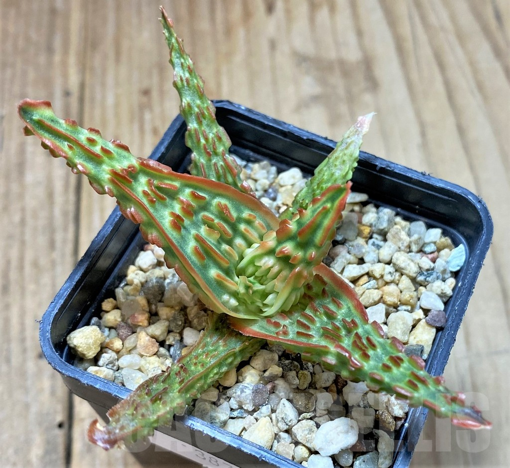 SHPR38791 Aloe TCT hybrid - Image 2