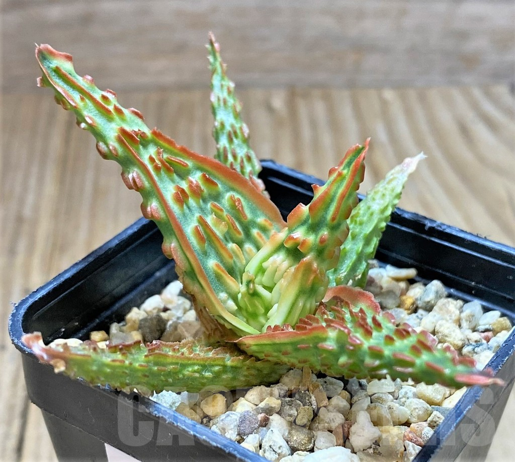 SHPR38791 Aloe TCT hybrid