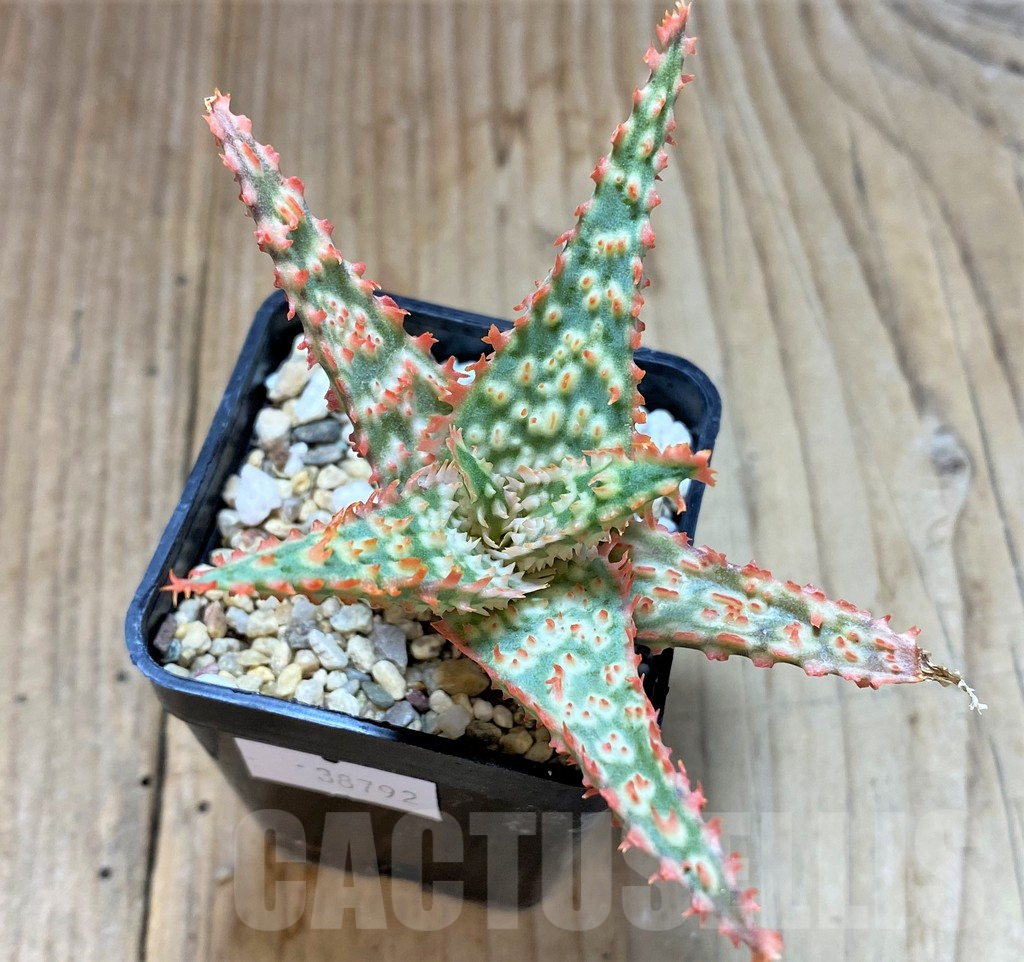 SHPR38792 Aloe TCT hybrid - Imagen 2