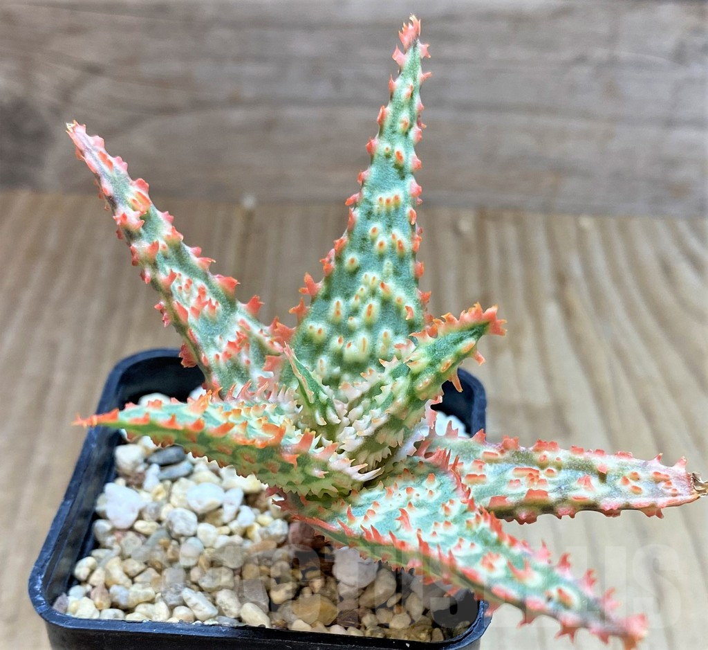 SHPR38792 Aloe TCT hybrid