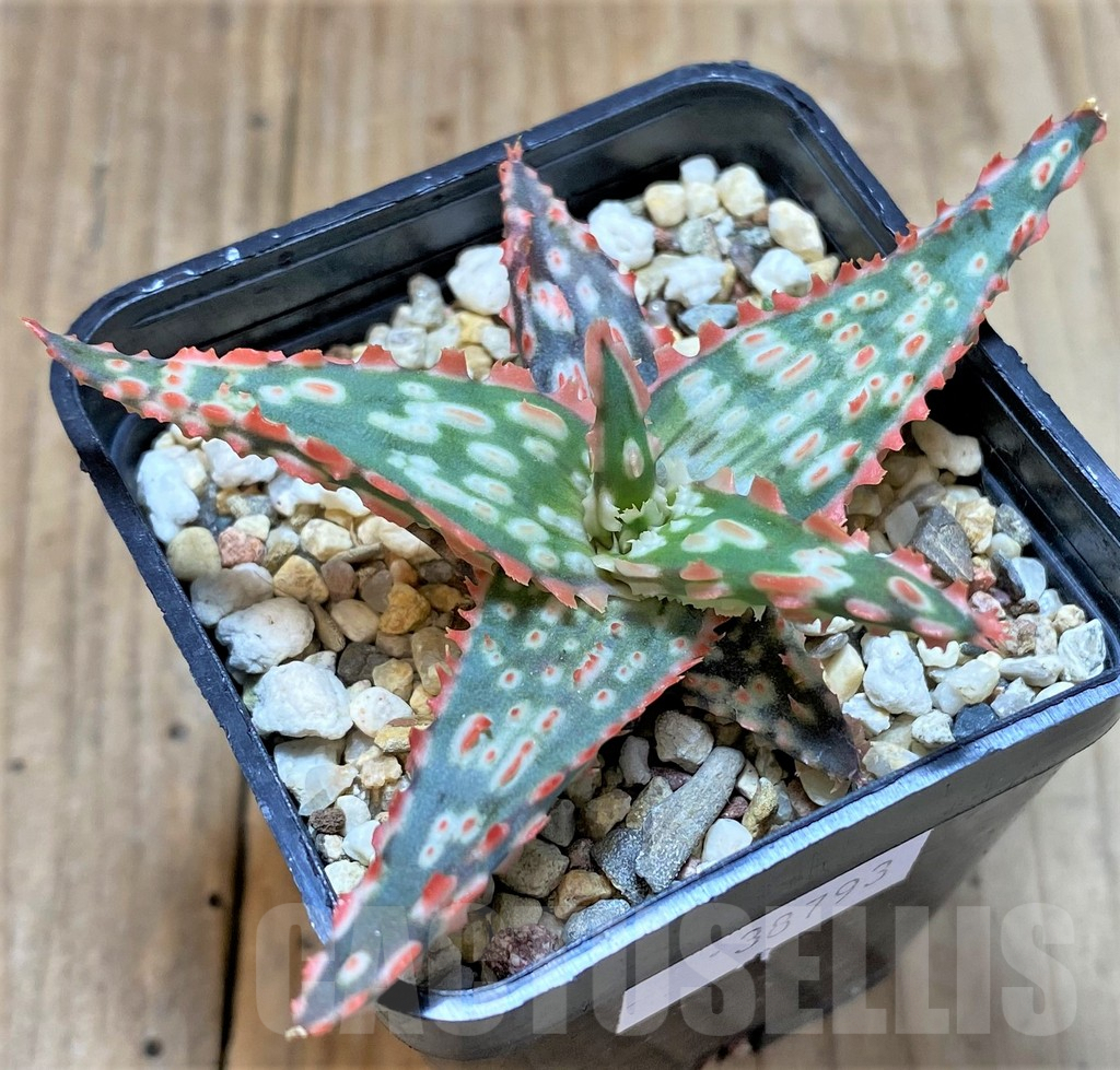 SHPR38793 Aloe TCT hybrid - Image 2