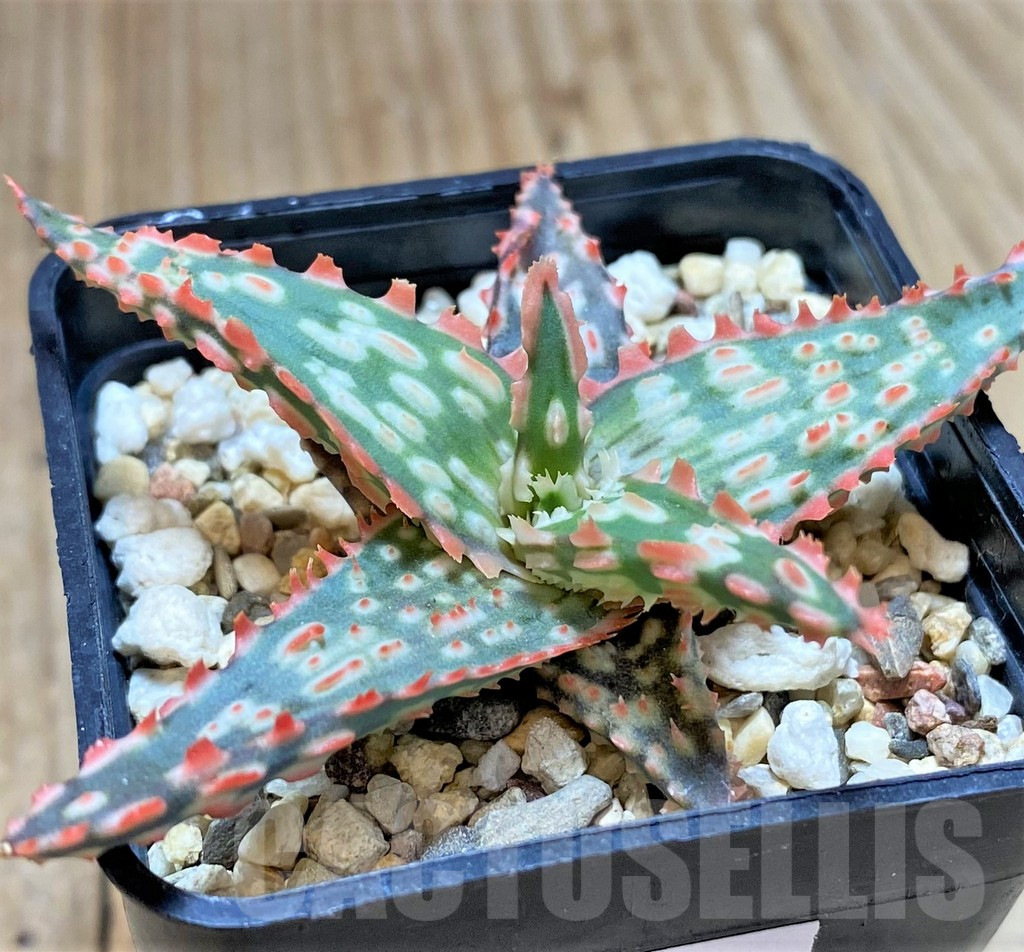SHPR38793 Aloe TCT hybrid