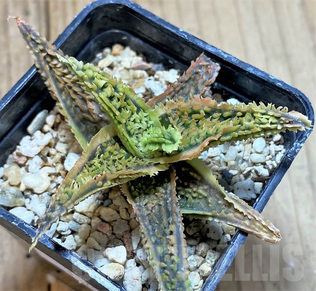 SHPR38794 Aloe TCT hybrid – Bild 2