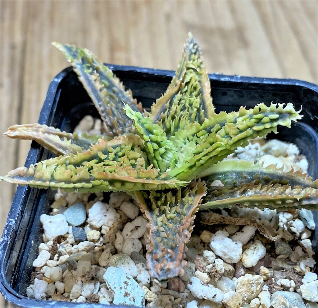 SHPR38794 Aloe TCT hybrid