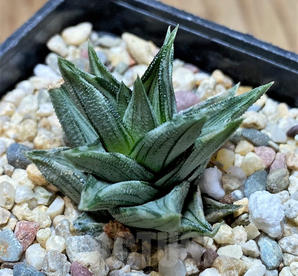 SHPR38725 Haworthia tortuosa f. variegata