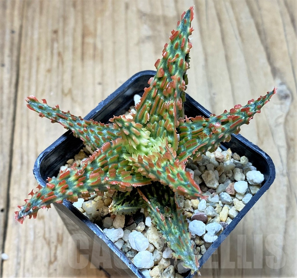 SHPR38801 Aloe TCT hybrid - Imagen 2