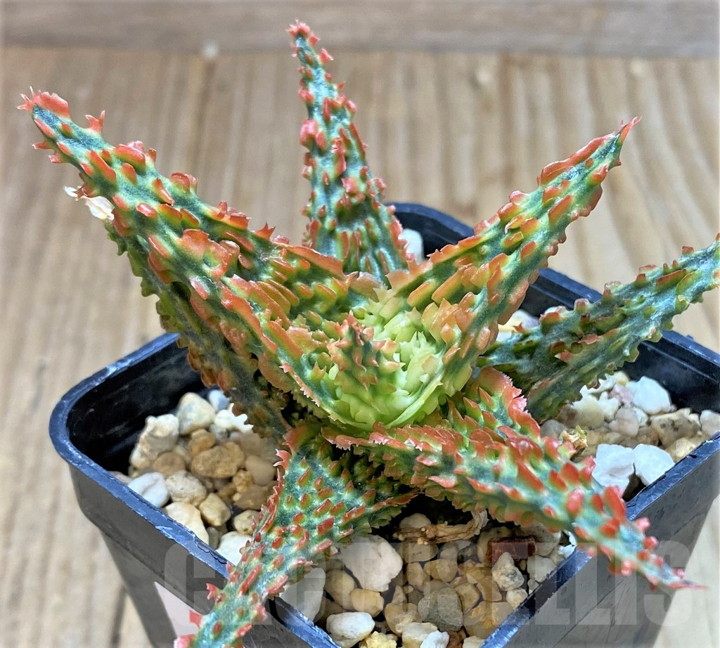 SHPR38801 Aloe TCT hybrid