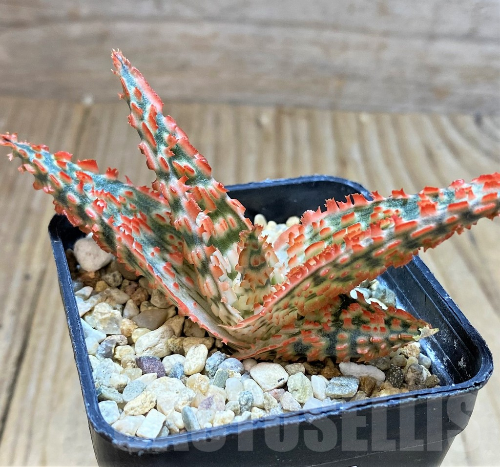 SHPR38802 Aloe TCT hybrid - Imagen 2