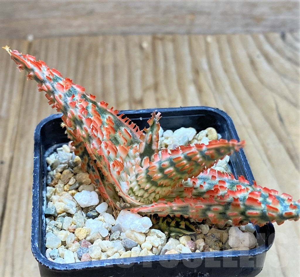 SHPR38802 Aloe TCT hybrid - Imagen 3