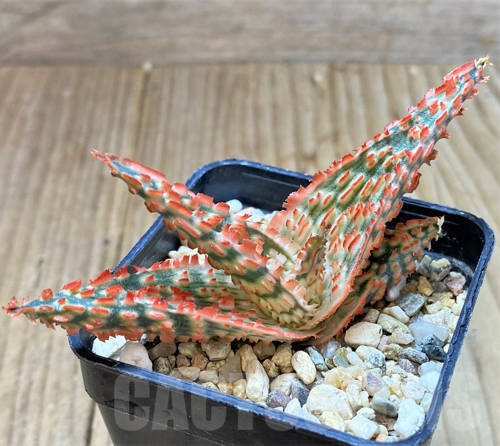 SHPR38802 Aloe TCT hybrid