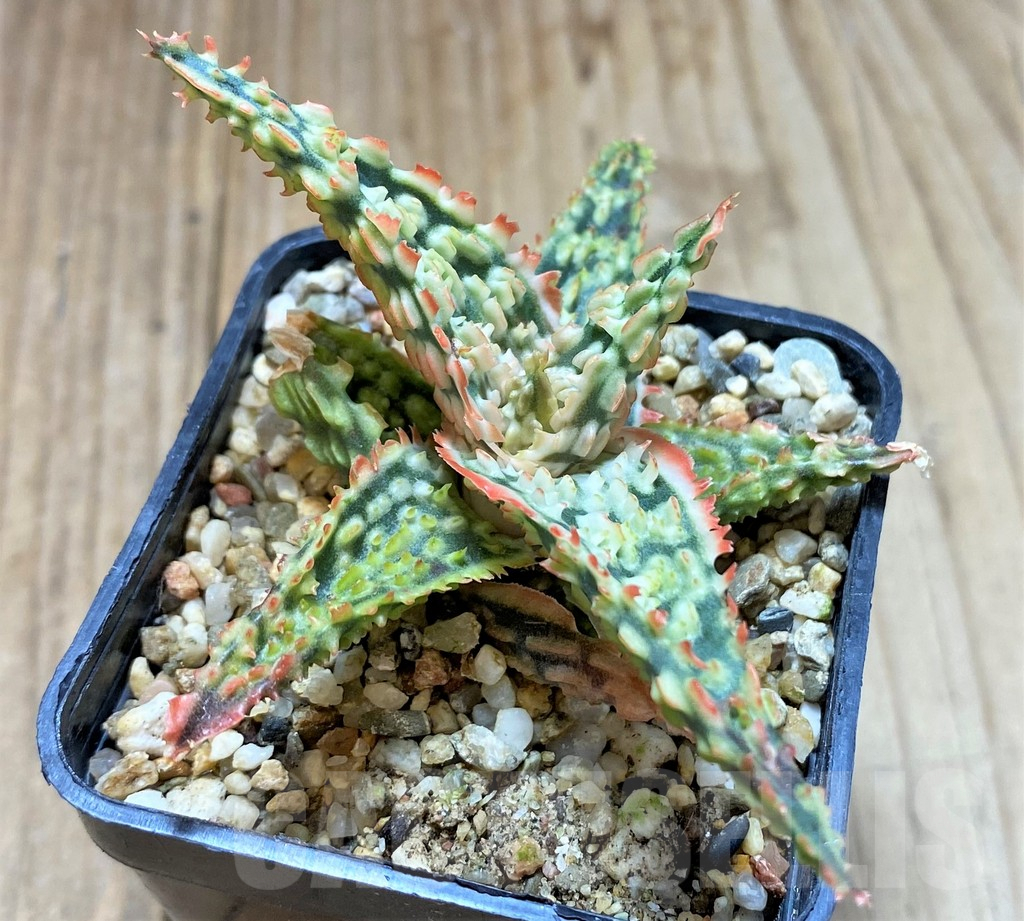 SHPR38803 Aloe TCT hybrid - Imagen 2