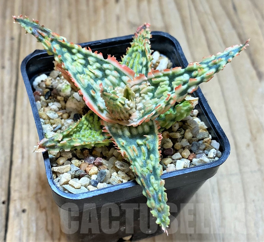 SHPR38803 Aloe TCT hybrid