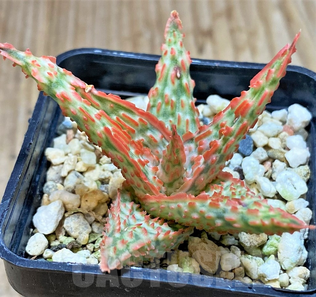 SHPR38806 Aloe TCT hybrid