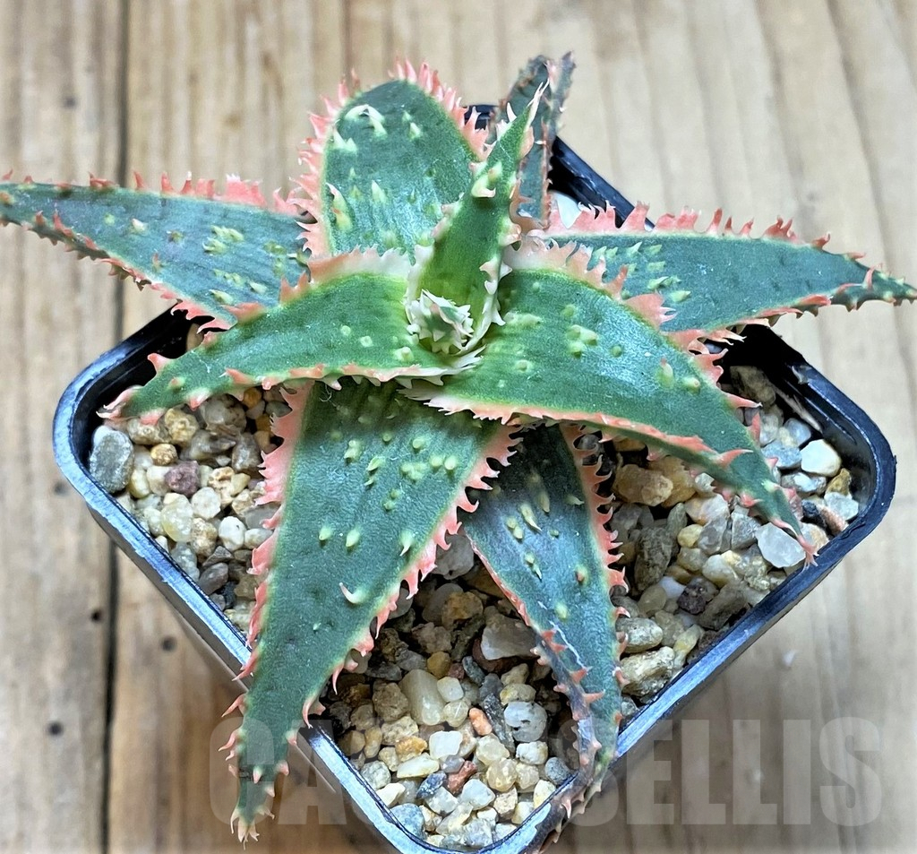 SHPR38807 Aloe TCT hybrid - Imagen 3