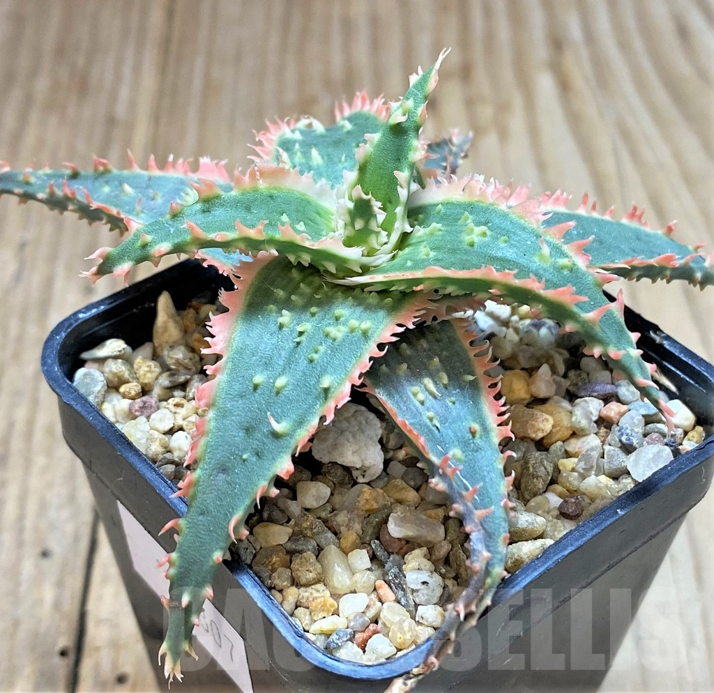 SHPR38807 Aloe TCT hybrid - Imagen 2