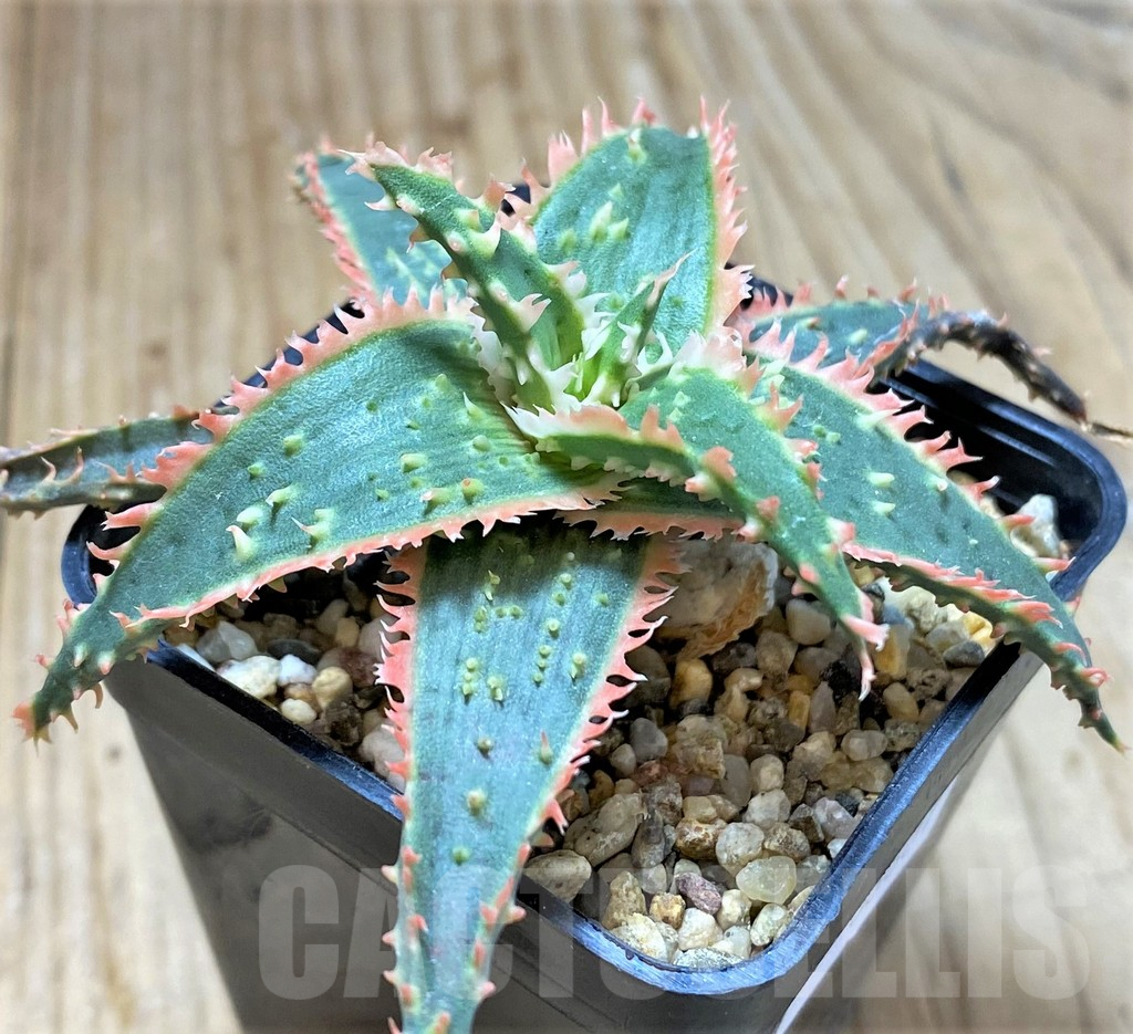 SHPR38807 Aloe TCT hybrid