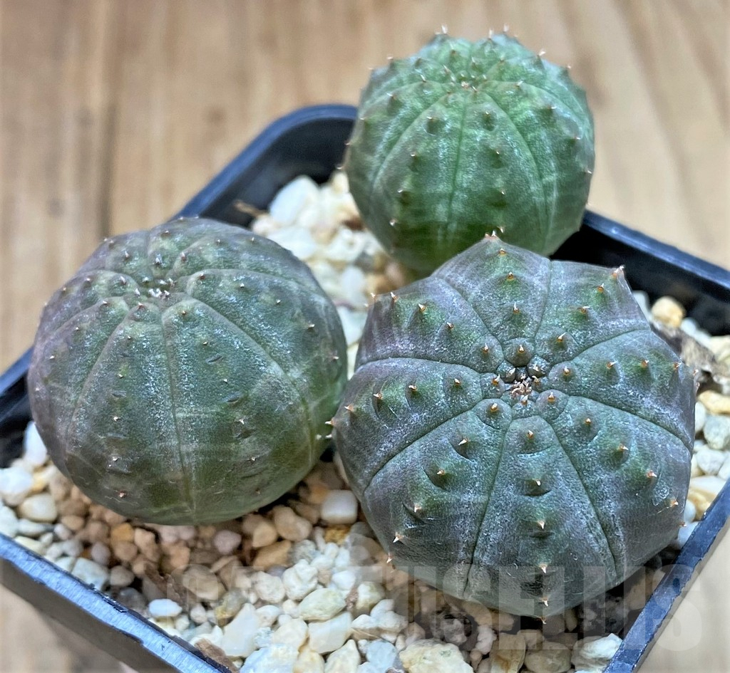 SHPR38721 Euphorbia obesa, 3 plants, seedling