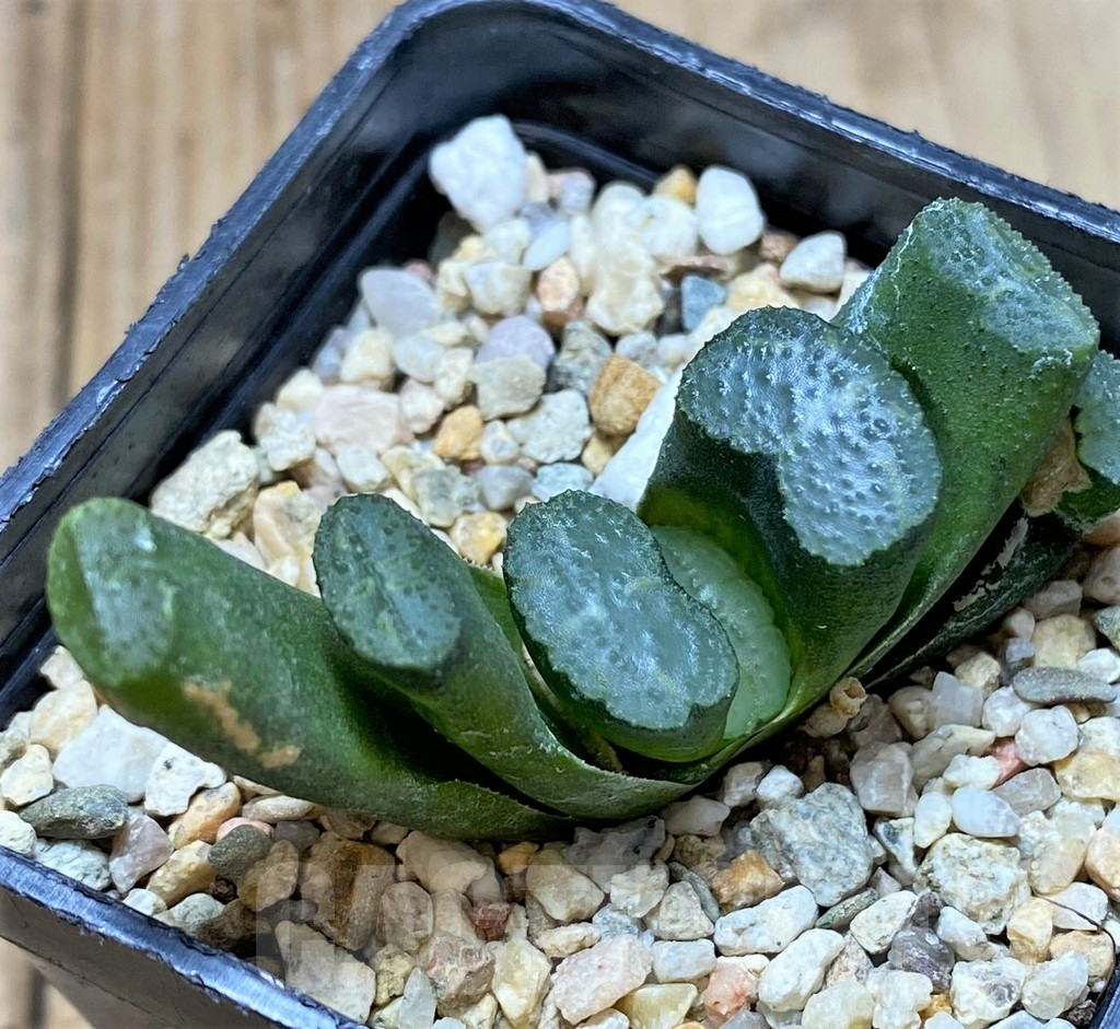 SHPR38729 Haworthia truncata -Japan-