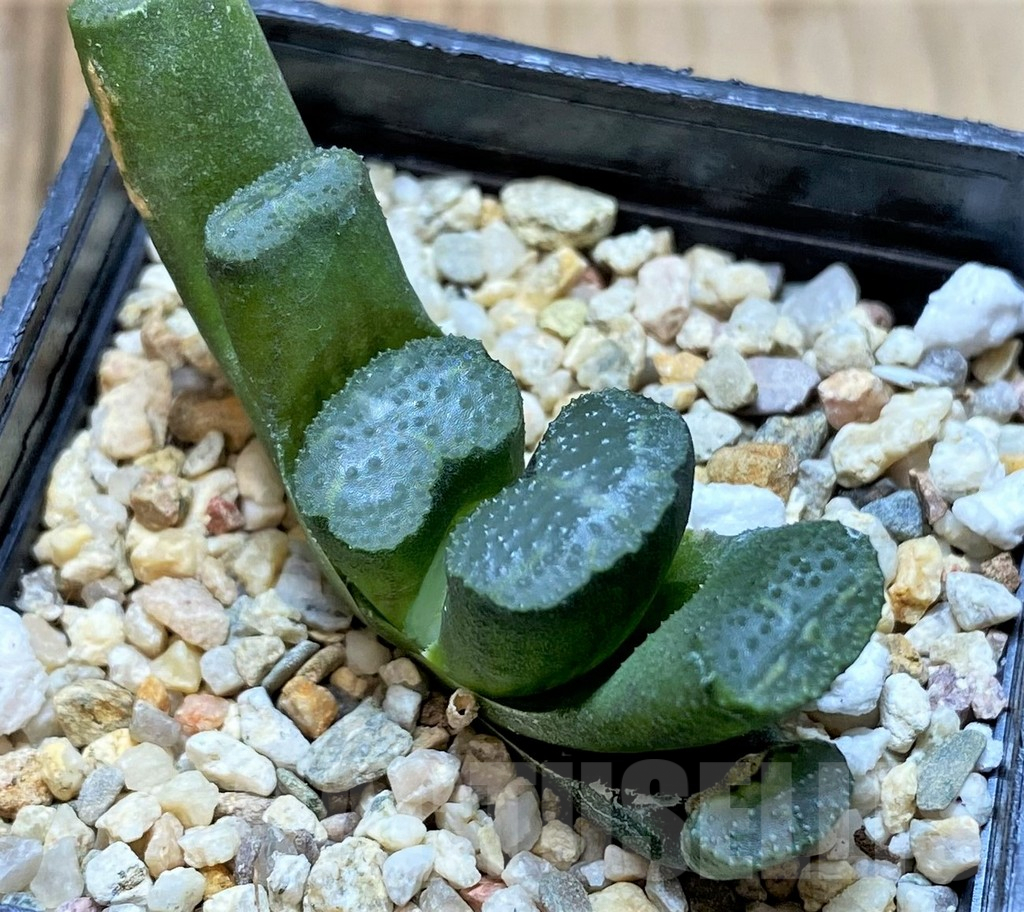 SHPR38729 Haworthia truncata -Japan- - immagine 2