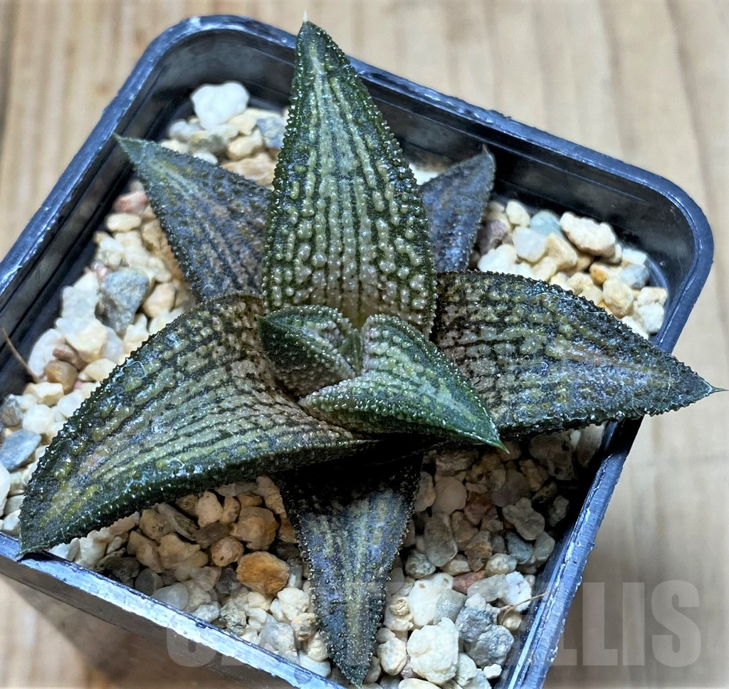 SHPR38730 Haworthia 'Kintaikyo' - Obrázek 2