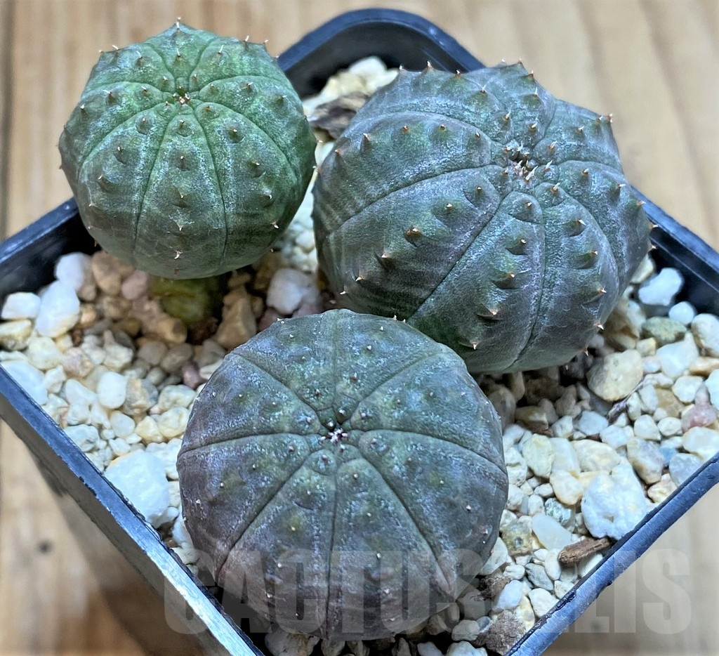 SHPR38721 Euphorbia obesa, 3 plants, seedling - Image 2