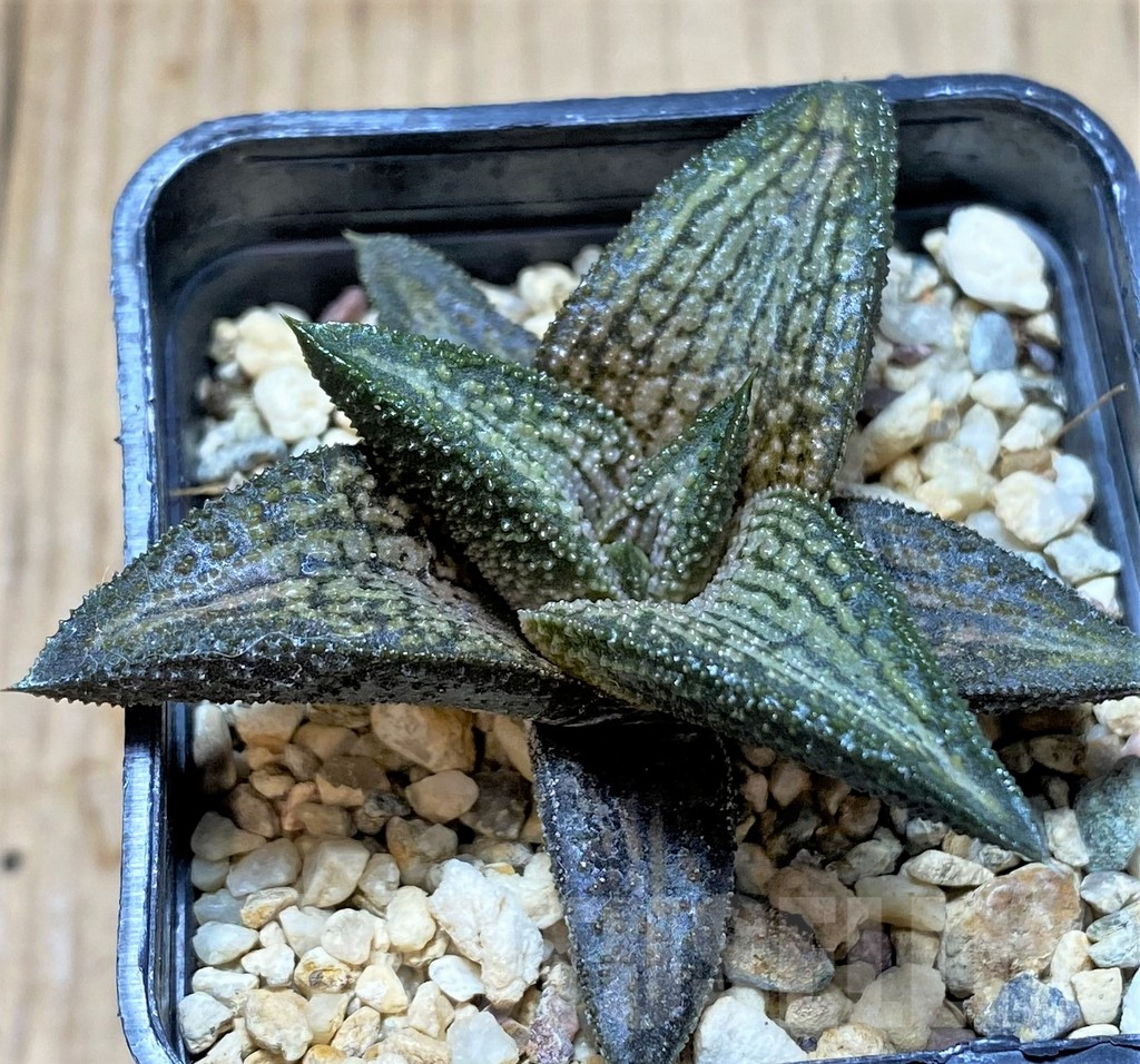 SHPR38730 Haworthia 'Kintaikyo'