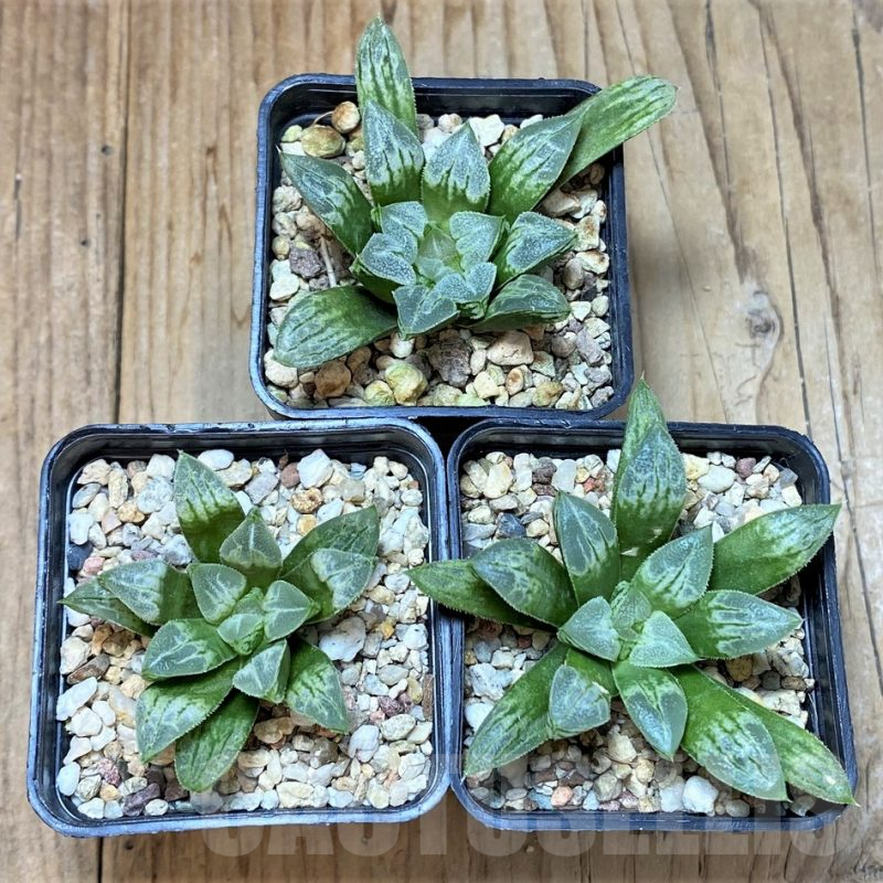 SET206 Haworthia 'Love Heart', 3 plants