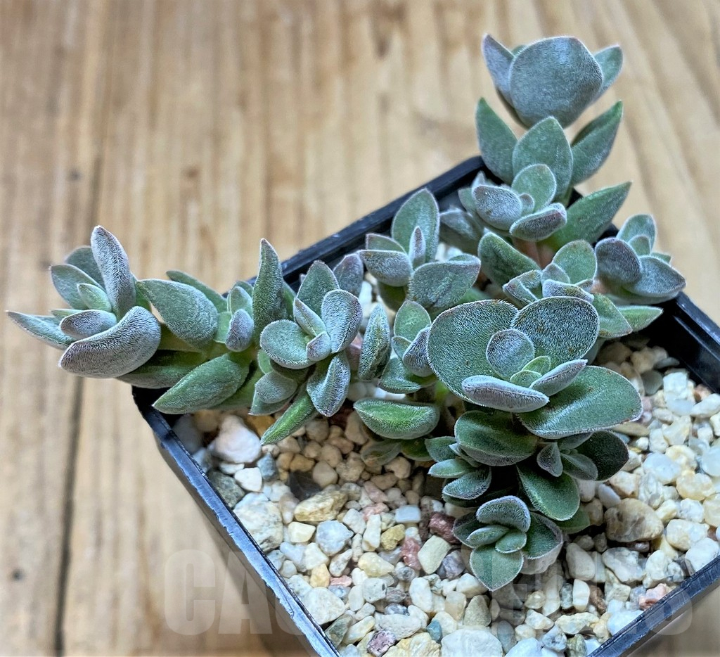 SHPR38772 Crassula ausensis hybrid - immagine 2