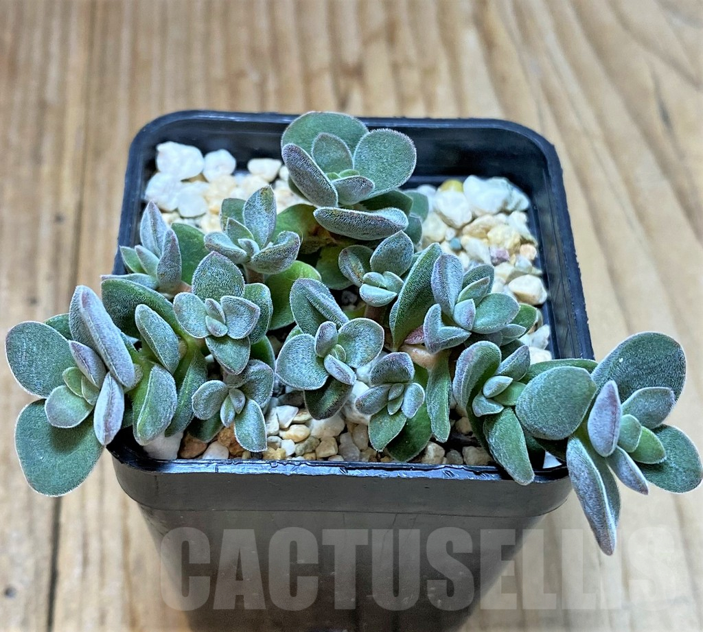 SHPR38772 Crassula ausensis hybrid