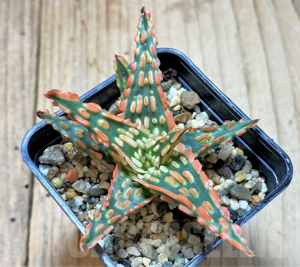 SHPR38774 Aloe TCT hybrid - Image 2