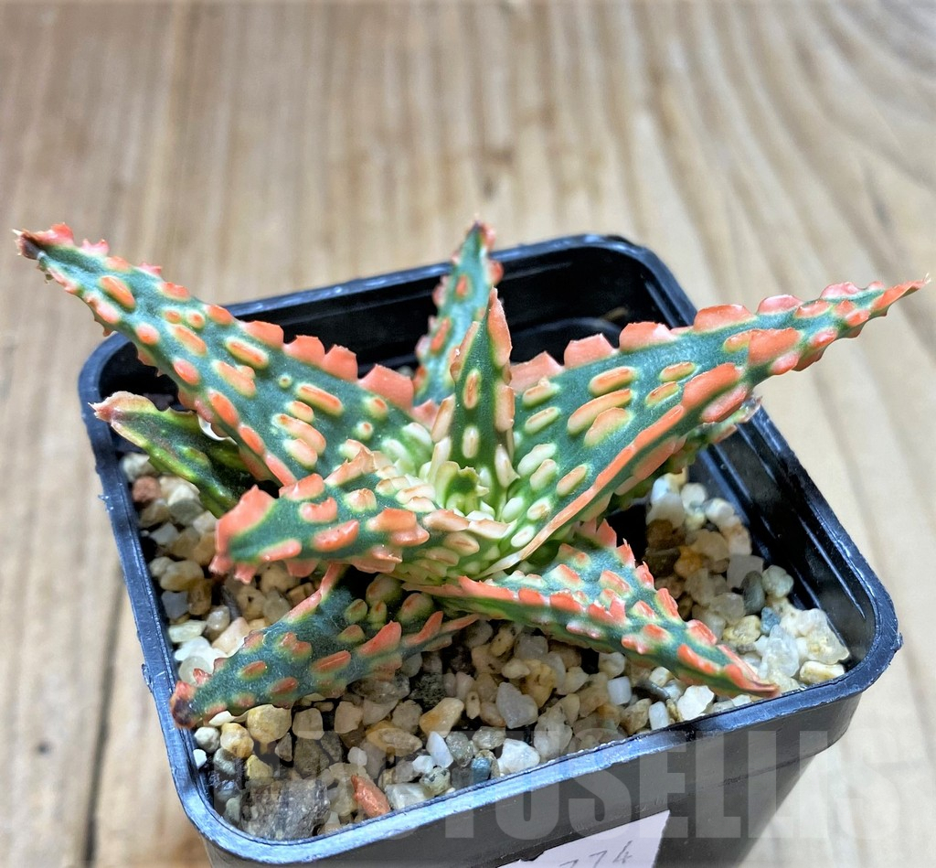 SHPR38774 Aloe TCT hybrid