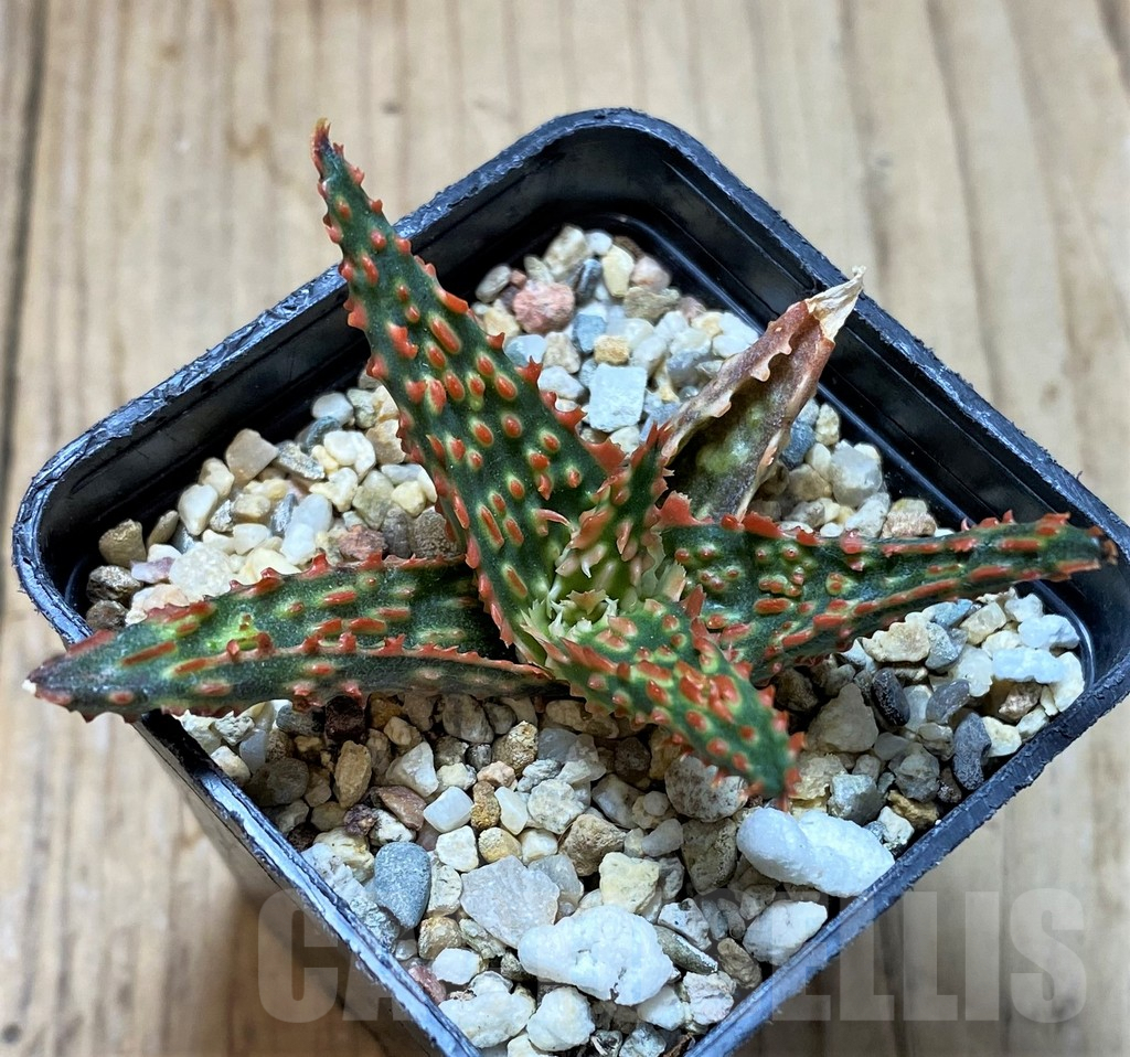 SHPR38778 Aloe TCT hybrid - 画像 (2)