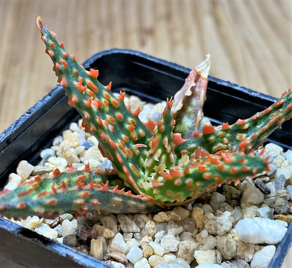 SHPR38778 Aloe TCT hybrid